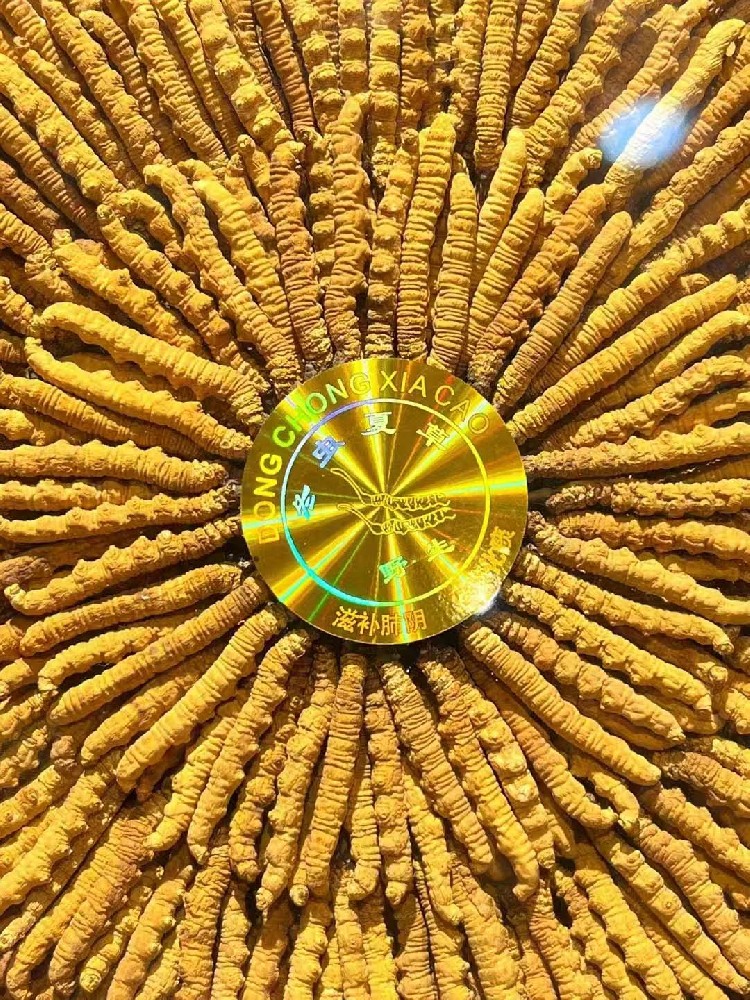 虫草